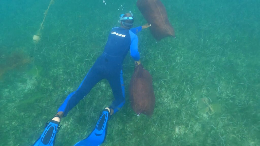 Sea Moss Boss Canouan