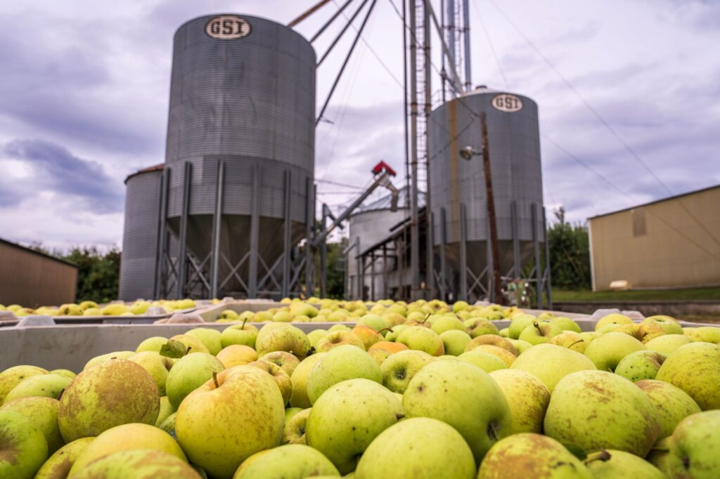 Bins of freshly harvested apples on a farm