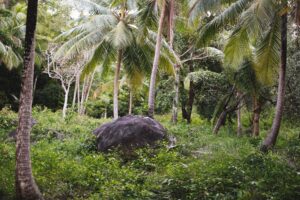 Serene tropical forest scene with lush greenery, coconut trees, and a prominent boulder.