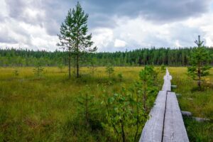 Explore the tranquil Finnish countryside with lush green fields and a scenic wooden pathway.