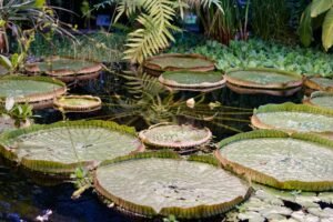 Giant water lilies floating on a serene tropical pond surrounded by lush greenery.