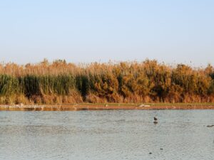 Serene view of a lakeshore with autumn foliage and calm waters under a clear sky.