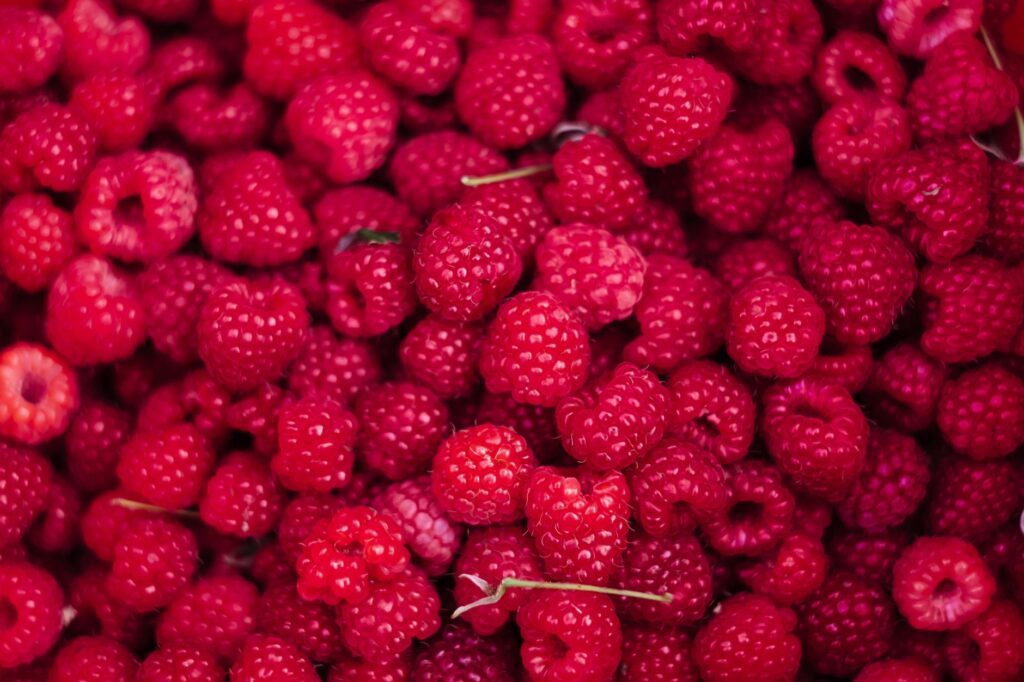 Freshly picked raspberries