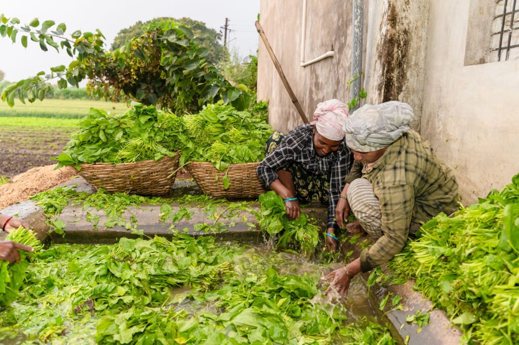 Fresh spinach at harvest