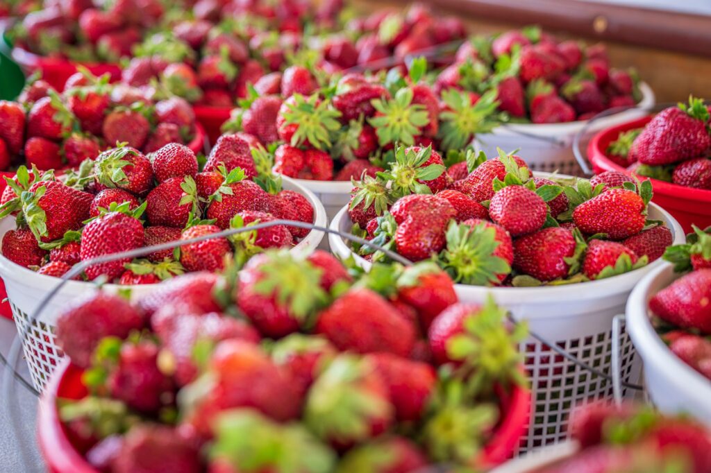Freshly picked strawberries
