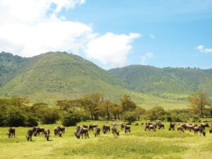 A vibrant wildlife scene in Ngorongoro, Tanzania featuring a herd of wildebeests grazing against a backdrop of lush, green hills.