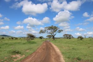 Dirt road through the lush Serengeti landscape in Tanzania with acacia trees under a bright sky.