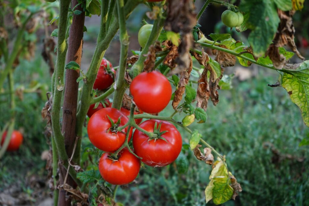 Tomatoes at harvest