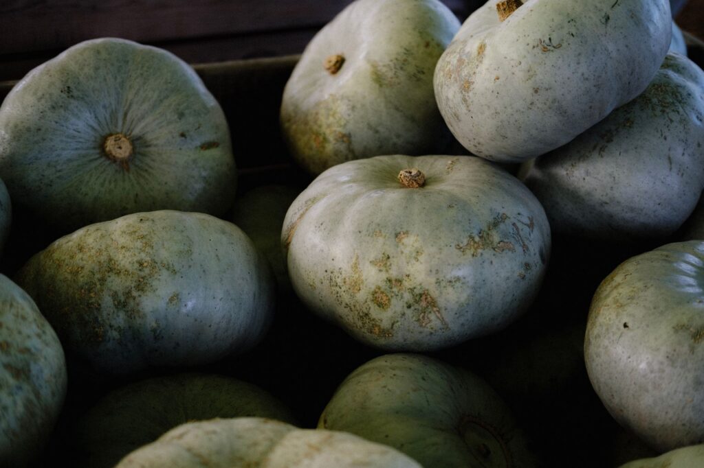 Winter squash at harvest