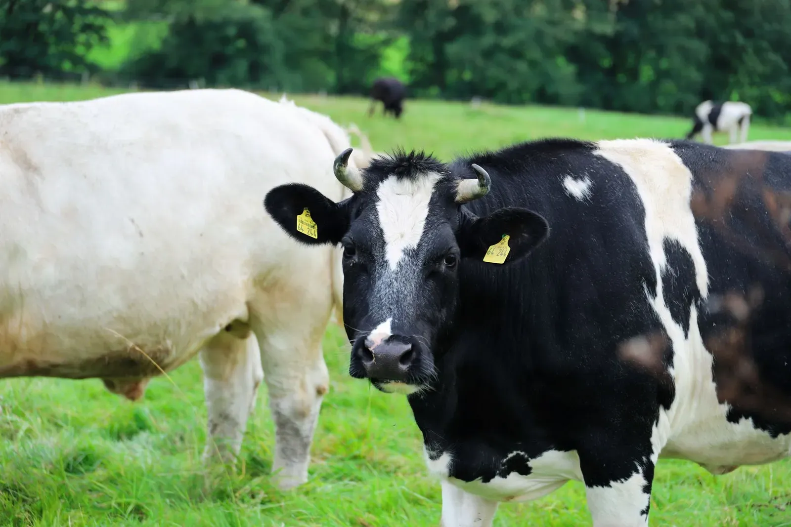 Dairy cows grazing in a meadow, illustrating doorstep farm milk delivered across East Renfrewshire