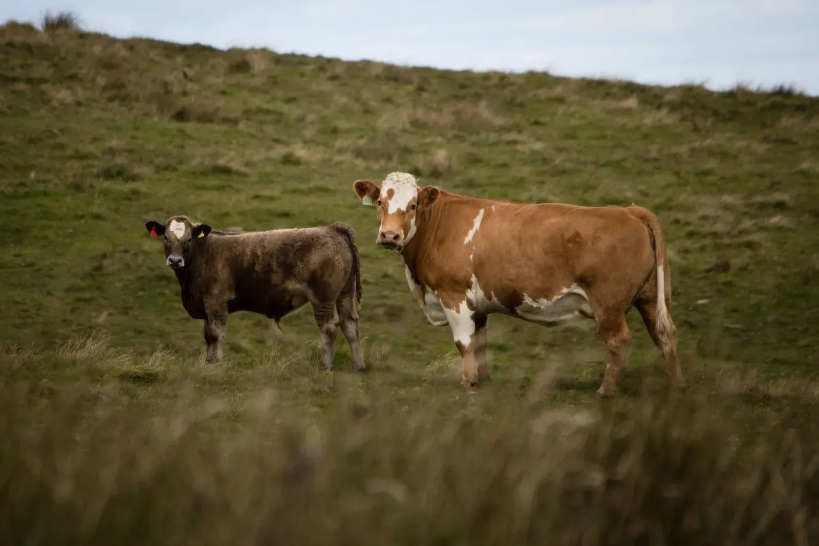 Two cows on grassy Scottish countryside, illustrating the dairy farms near North Lanarkshire