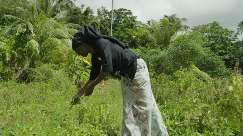 Harvesting greens in the garden at Mount Kailash for a farm to table plant based meal