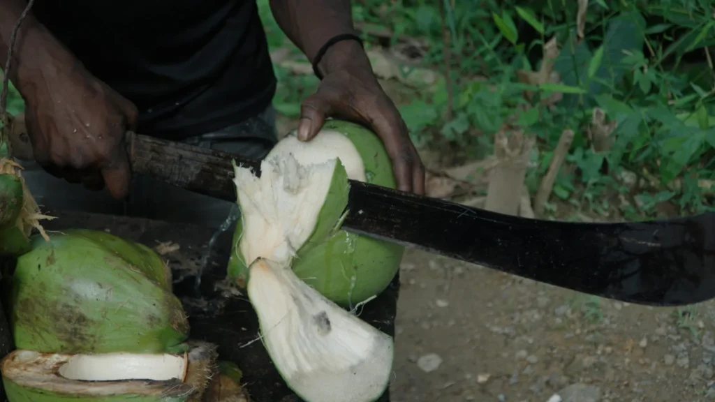 Opening a green coconut with a machete to make homemade coconut milk for rundown