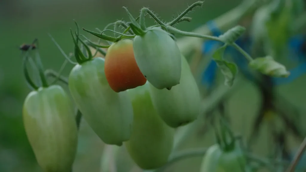 Plum tomatoes ripening on the vine in the Mount Kailash garden, Saint Lucia