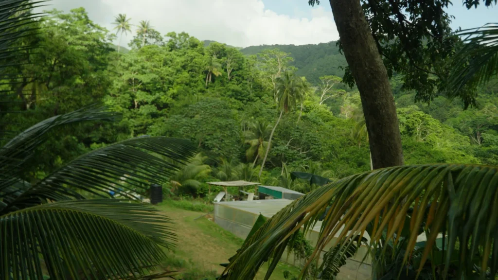 Path through the grounds of Mount Kailash wellness retreat in the Saint Lucia mountains