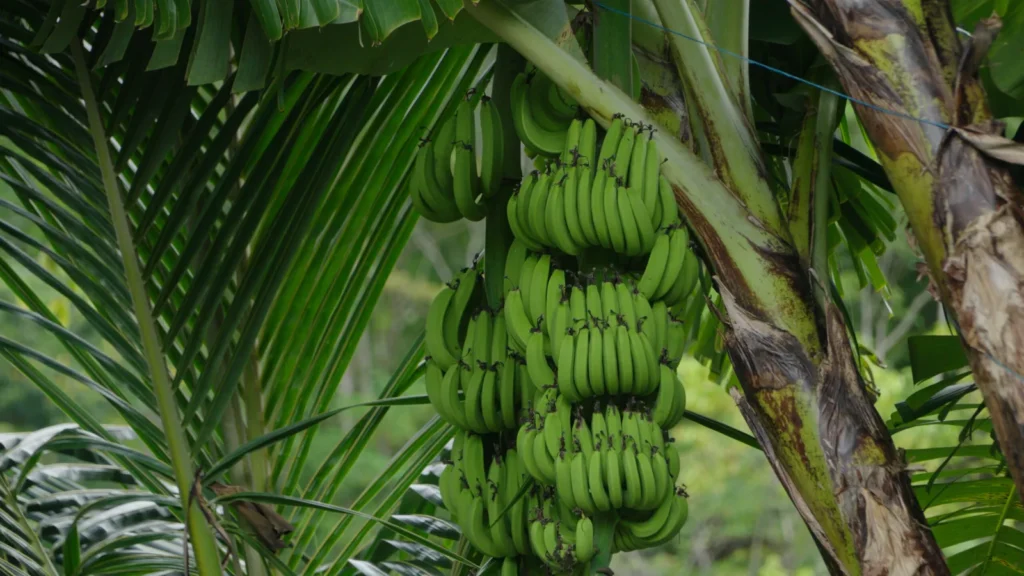 Green bananas growing at Mount Kailash wellness retreat in Saint Lucia