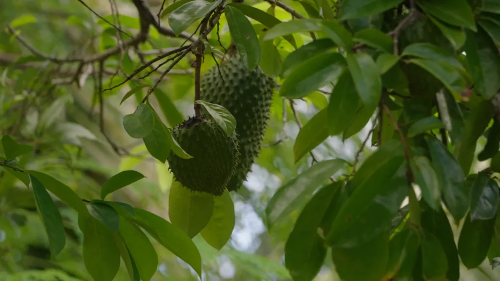 Soursop hanging among the leaves in the Mount Kailash food forest
