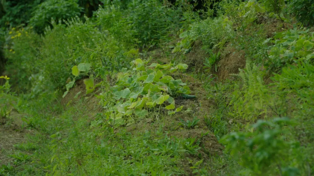 Terraced growing beds on the hillside at Mount Kailash, where compost returns to the soil