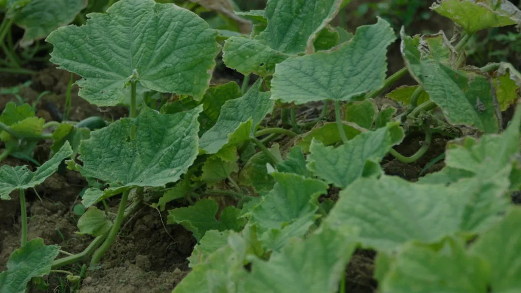Cucumber vines spreading across the soil at Mount Kailash