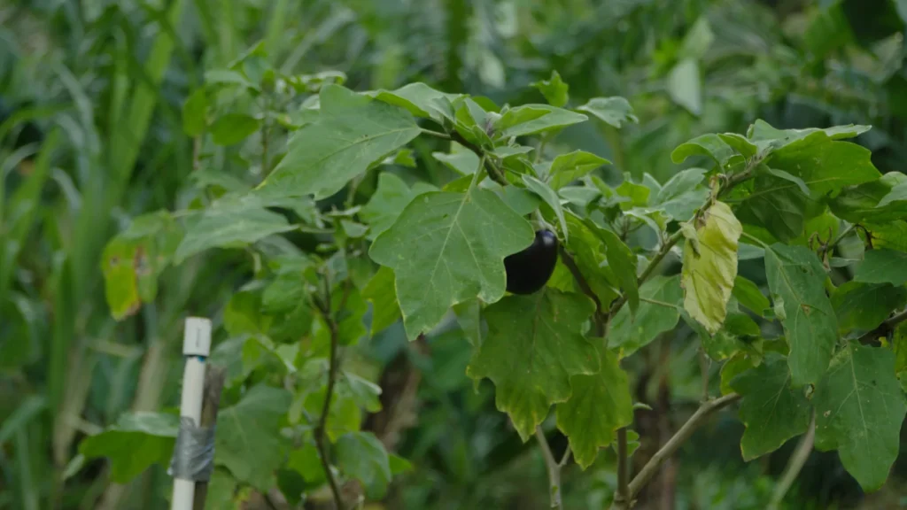 Vegetable plants growing in the garden beds at Mount Kailash