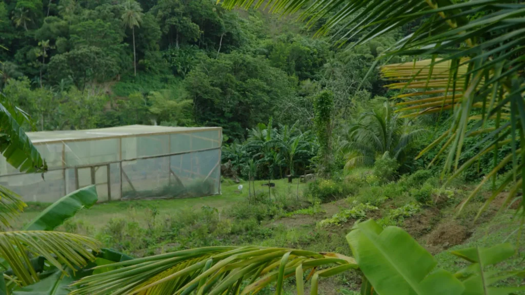 Polytunnel among the gardens at Mount Kailash healing retreat in Saint Lucia