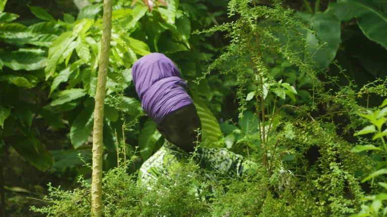 Gathering herbs for bush tea in the garden at Mount Kailash, a wellness retreat in Saint Lucia