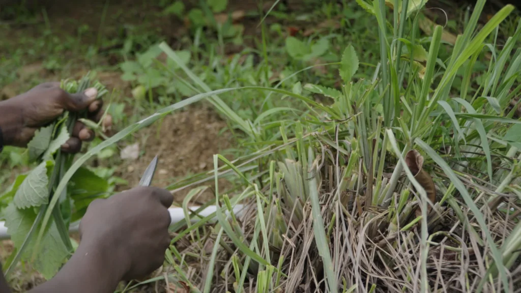 Cutting fresh lemongrass in the garden for Caribbean bush tea at Mount Kailash